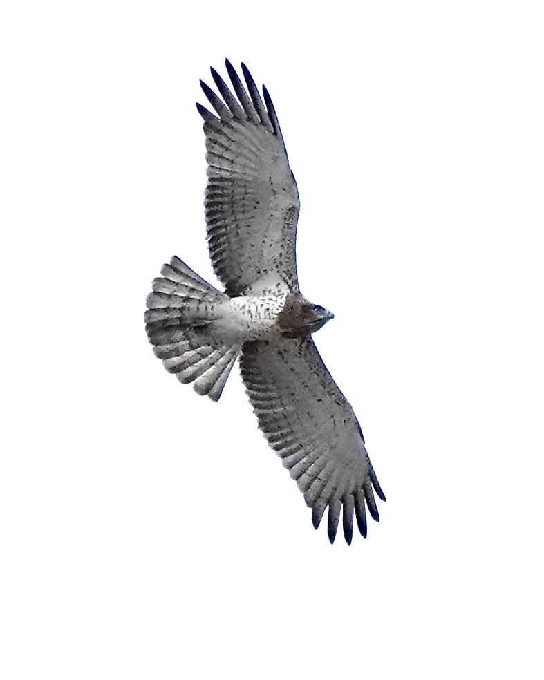 short-toed eagle